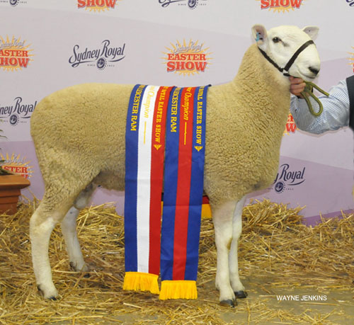 2016_SYDNEY_ROYAL_CHAMPION_RAM.JPG