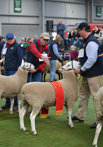 Quality Border Leicester Flock and Stud Rams in - Wattle Farm Border ...