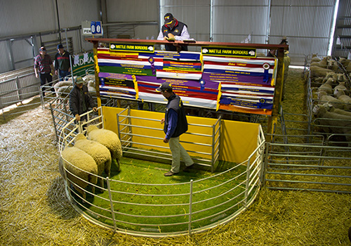 Wattle Farm Sale Day